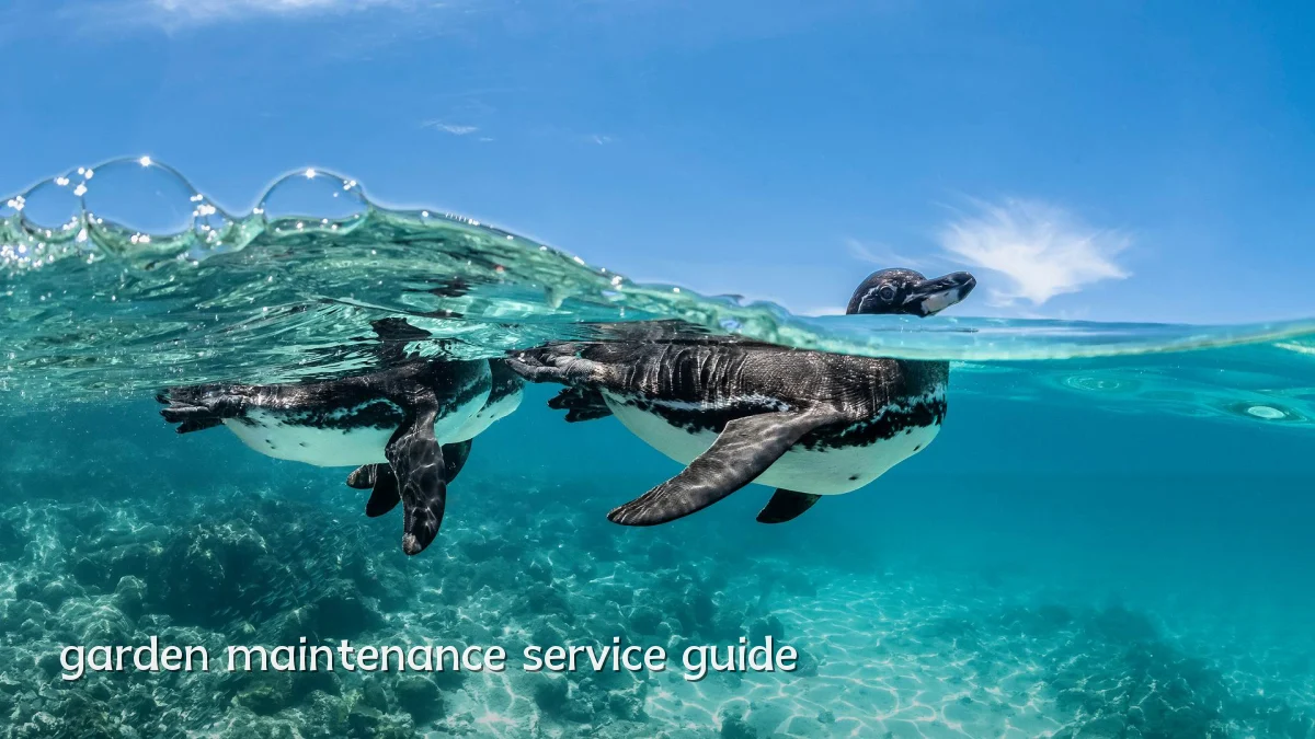 garden maintenance service guide