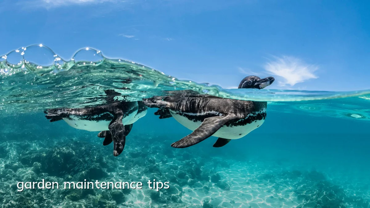 garden maintenance tips