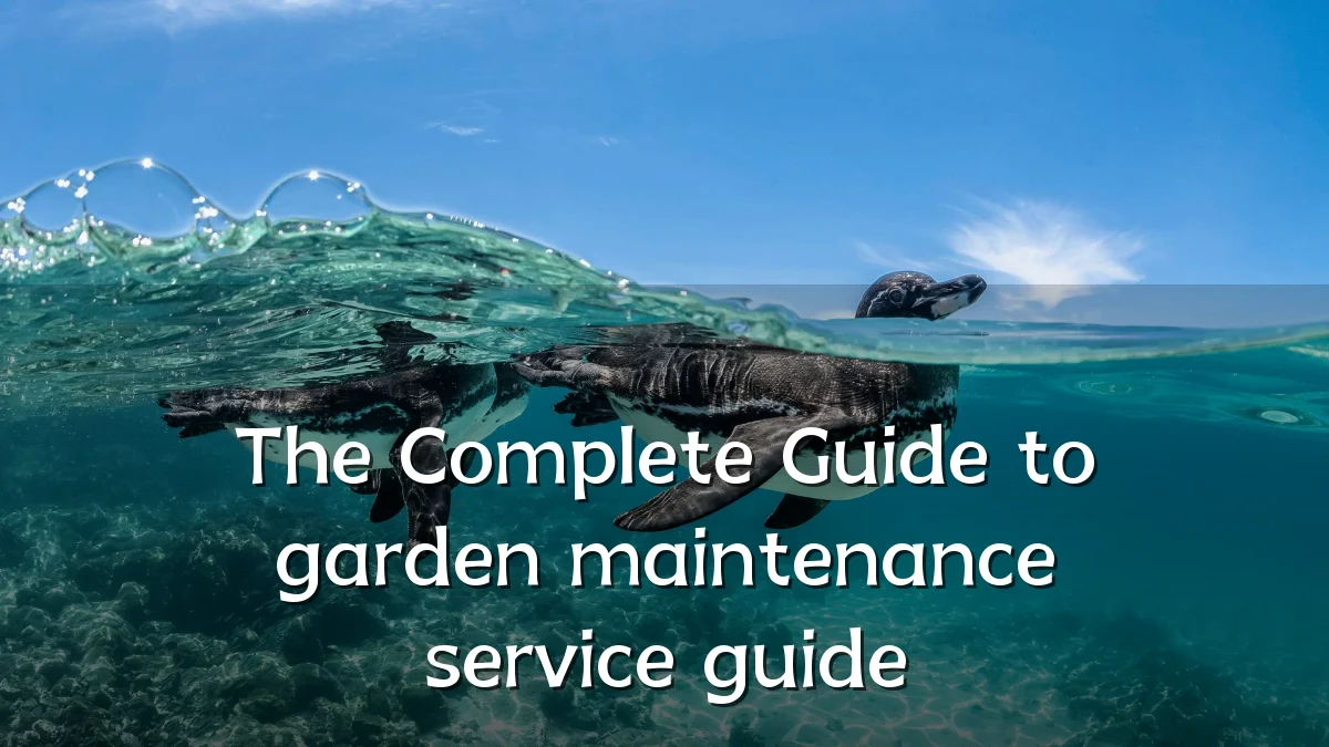The Complete Guide to garden maintenance service guide
