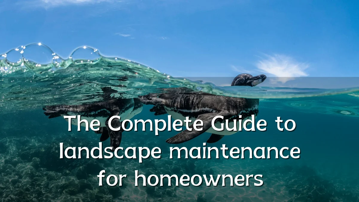 The Complete Guide to landscape maintenance for homeowners