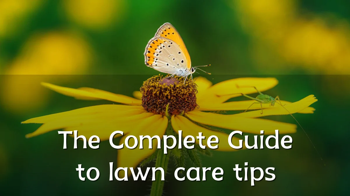 The Complete Guide to lawn care tips