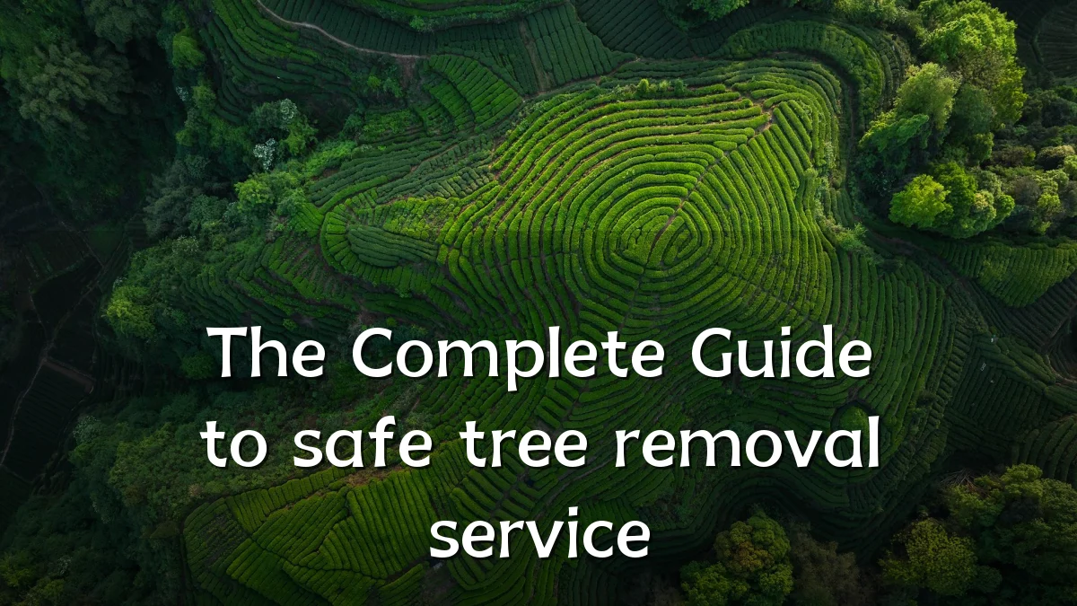 The Complete Guide to safe tree removal service