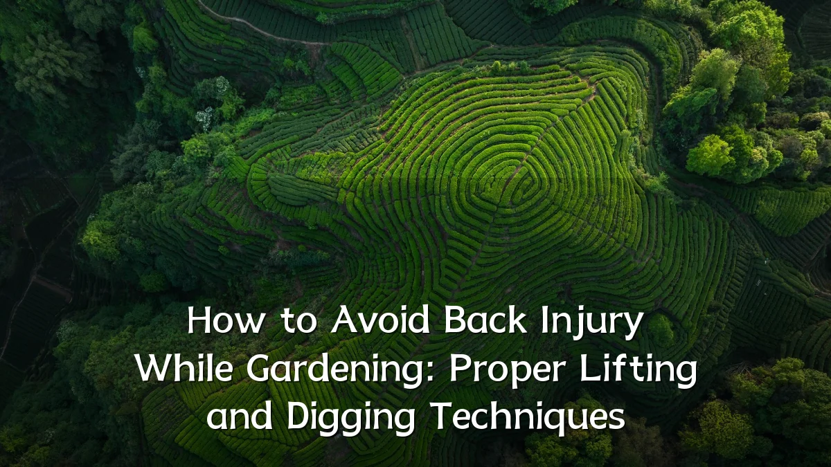 How to Avoid Back Injury While Gardening: Proper Lifting and Digging Techniques