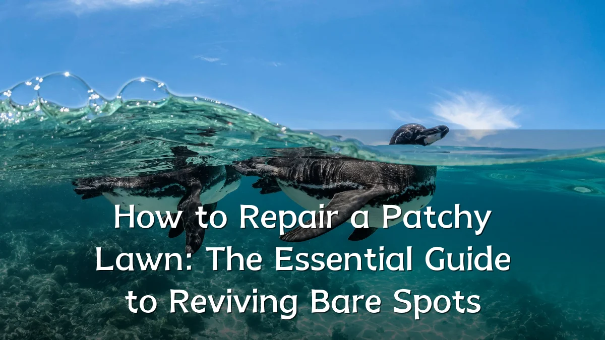 How to Repair a Patchy Lawn: The Essential Guide to Reviving Bare Spots