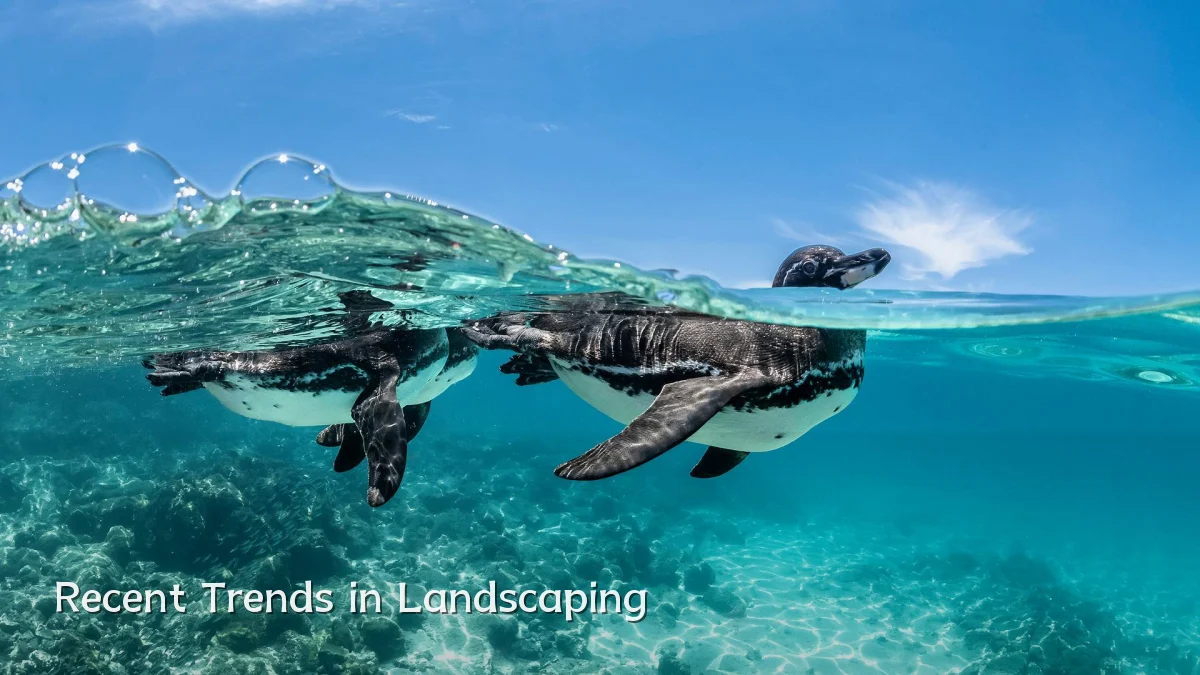 Recent Trends in Landscaping
