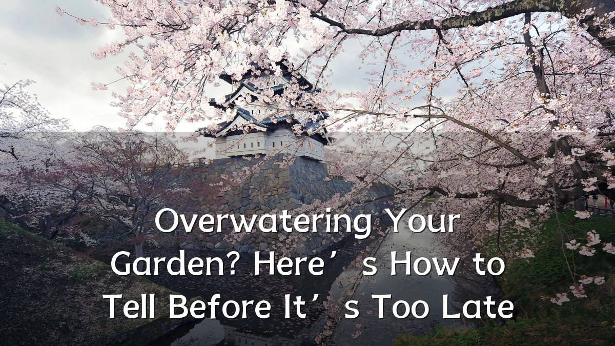 Overwatering Your Garden? Here’s How to Tell Before It’s Too Late